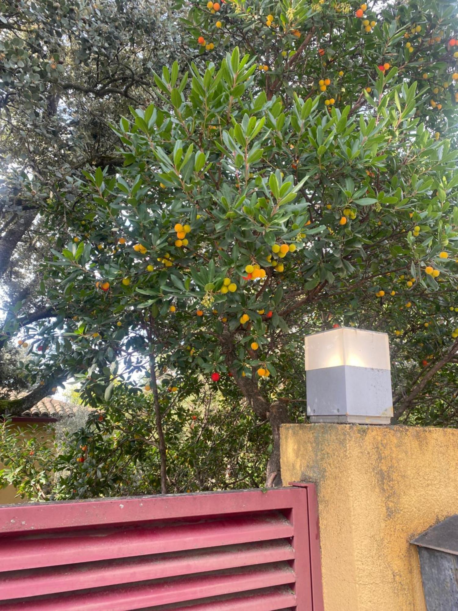 Chalet Con Piscina Vistas Y Salida A Parque Natural El Escorial Ngoại thất bức ảnh